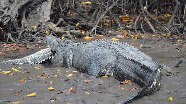 Пятиметровый крокодил-каннибал закусил своим трехметровым сородичем