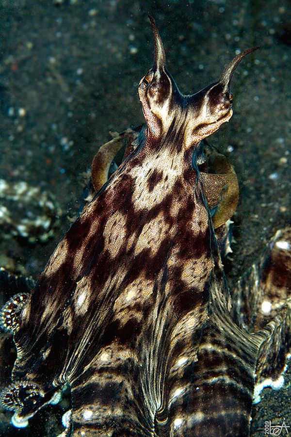 Мимический индонезийский осьминог (лат. Thaumoctopus mimicus)