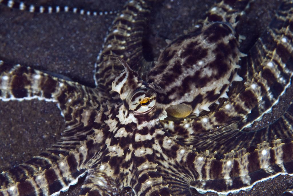 Мимический индонезийский осьминог (лат. Thaumoctopus mimicus)