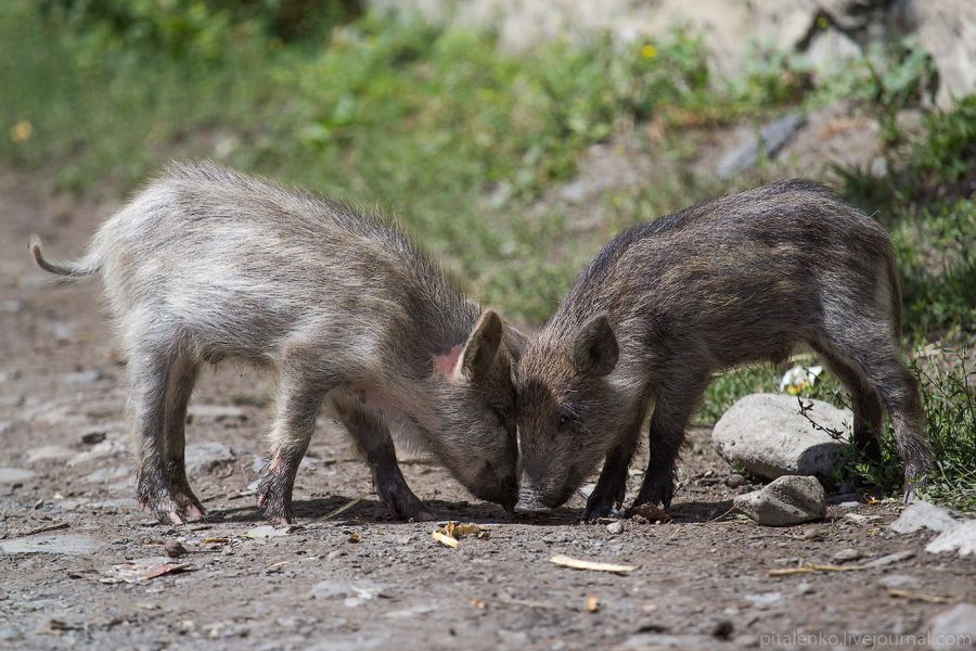 Свиньи больше похожи на диких кабанов и гуляют сами по себе