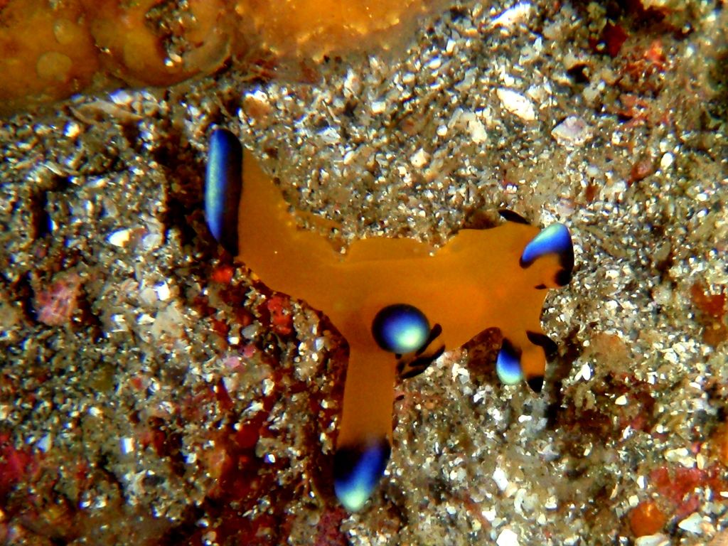 Забавный моллюск Thecacera Pacifica
