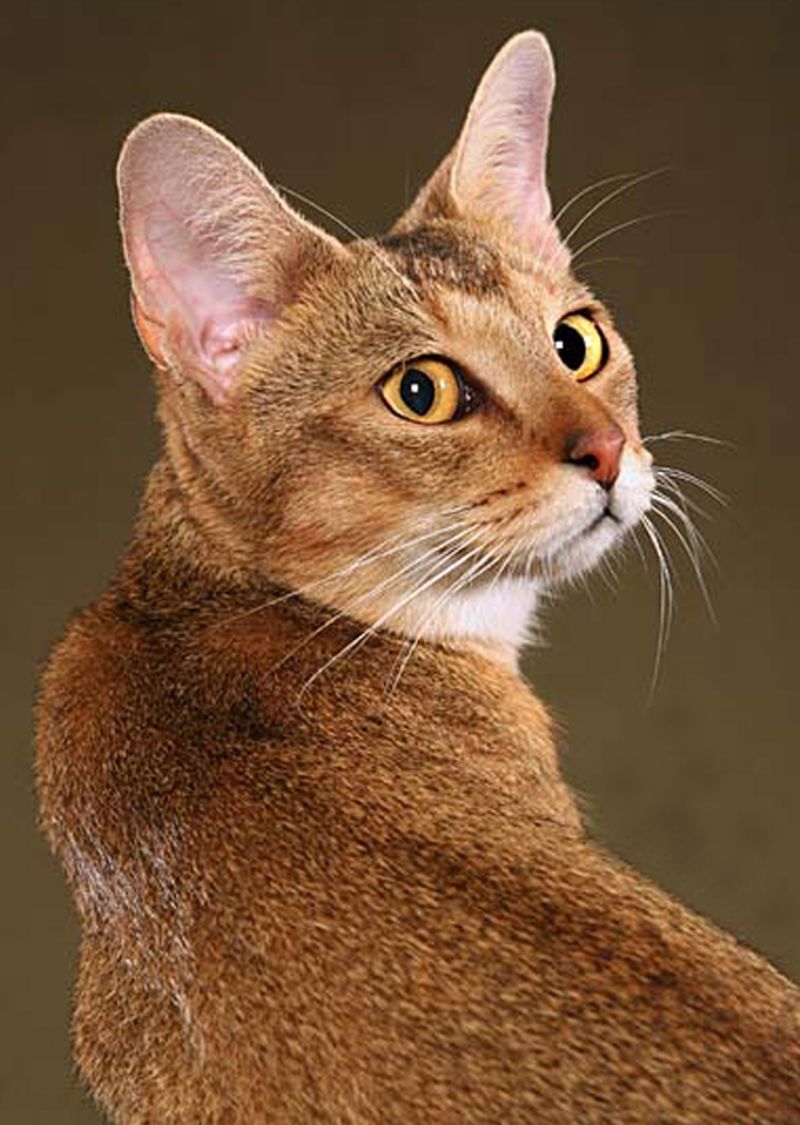 Порода кошек Чаузи (Chausie)