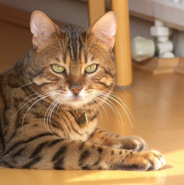 Порода кошек Чаузи (Chausie)
