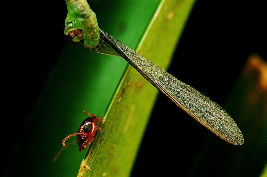 Eupithecia orichloris – плотоядная гусеница, охотница на насекомых
