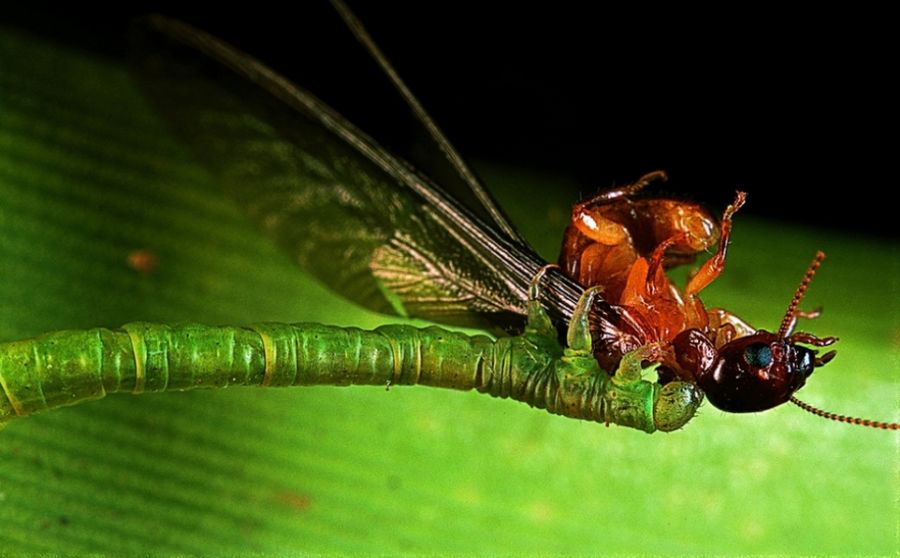 Eupithecia orichloris – плотоядная гусеница, охотница на насекомых