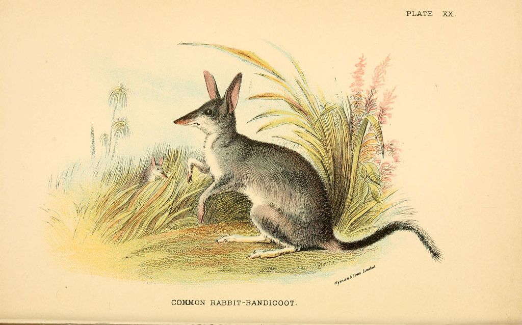 Кроличий бандикут, или обыкновенный билби (лат. Macrotis lagotis)