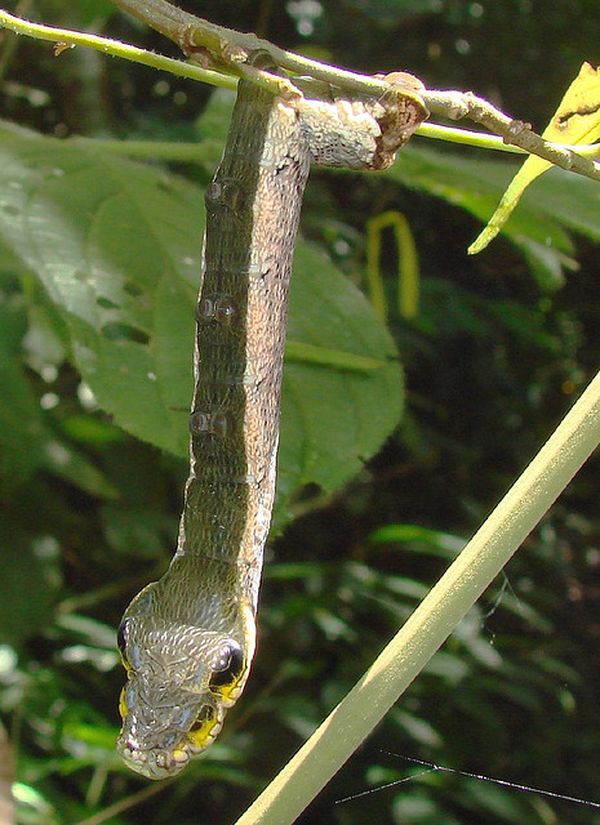 Гусеница-змея (лат. Hemeroplanes caterpillar)