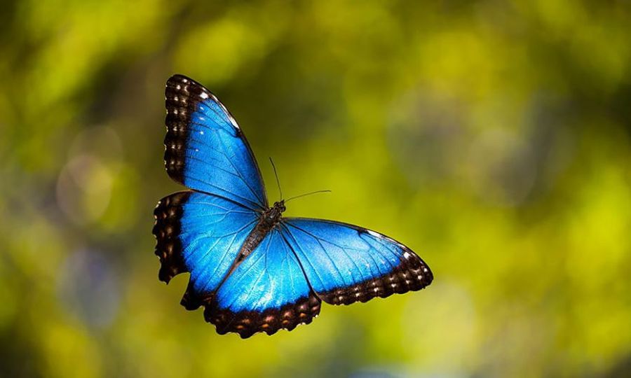Гусеница & бабочка:19 удивительных метаморфоз