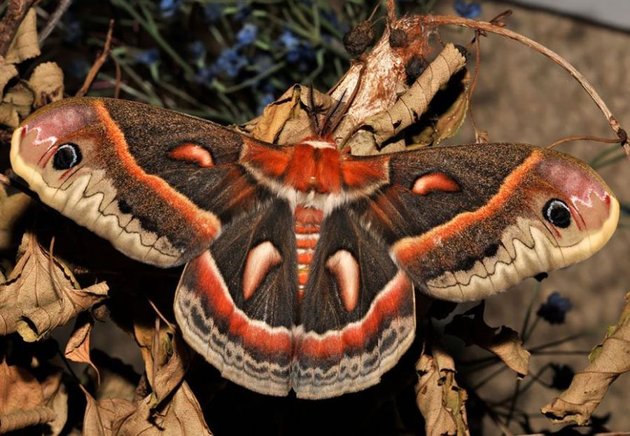 Гусеница & бабочка:19 удивительных метаморфоз