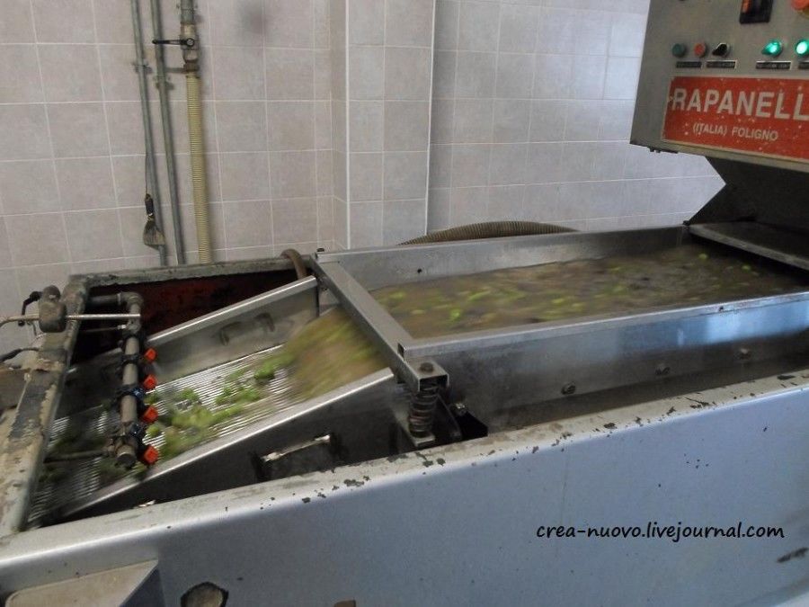Сицилия: От сбора оливок до отжима оливкового масла