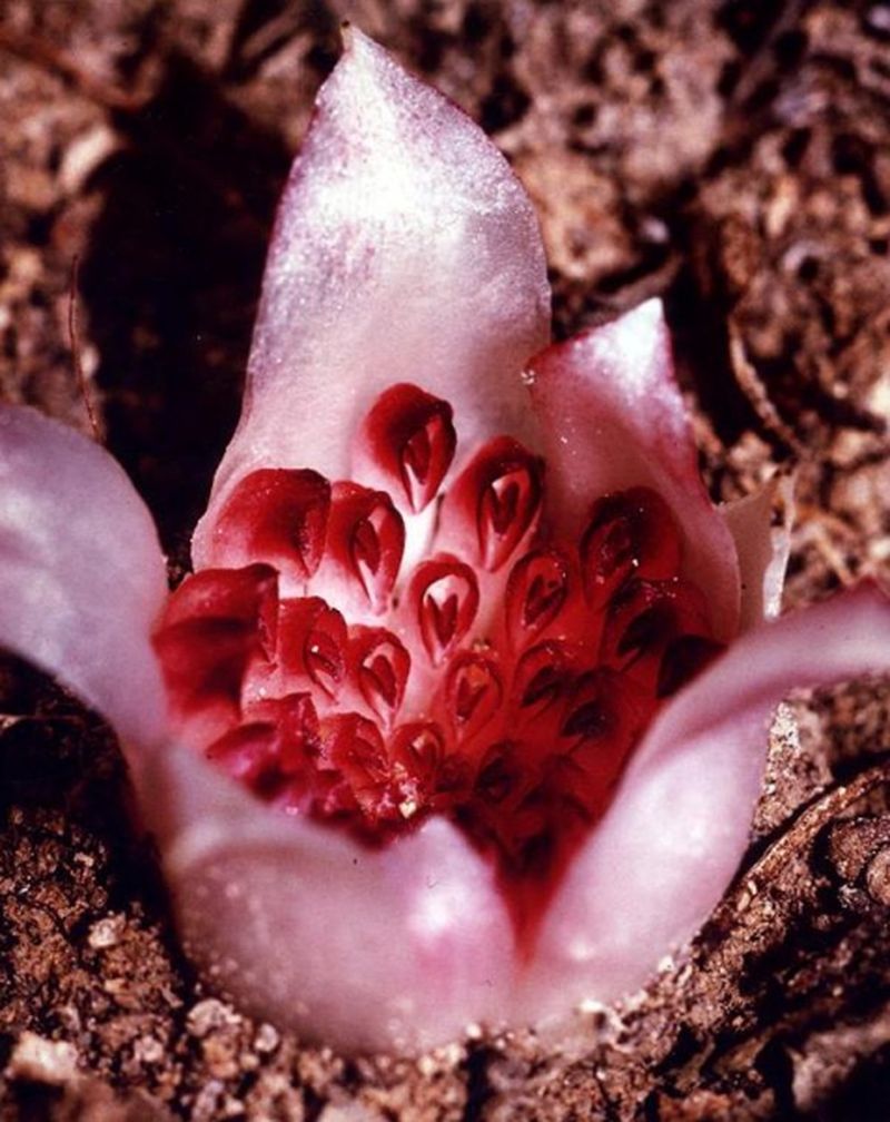 Подземная орхидея: Ризантелла Гарднера (Rhizanthella gardneri)