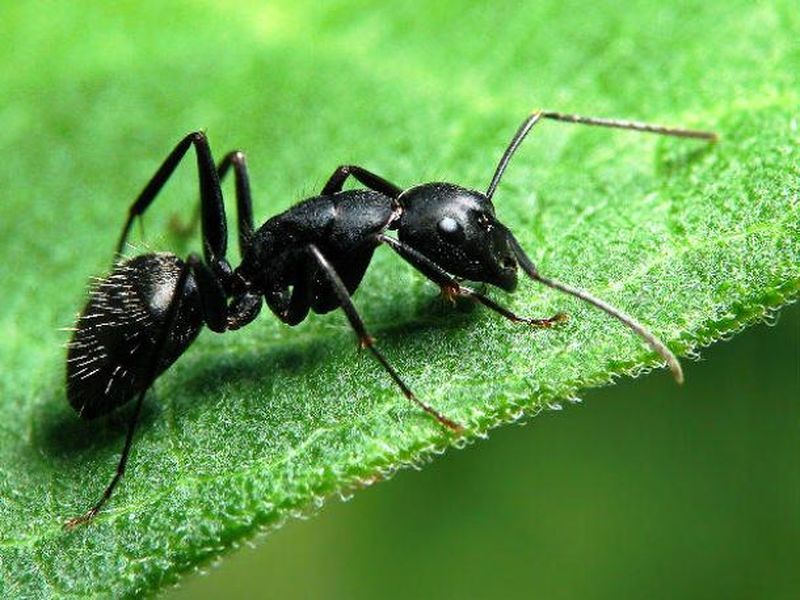 25 удивительных фактов про муравьёв