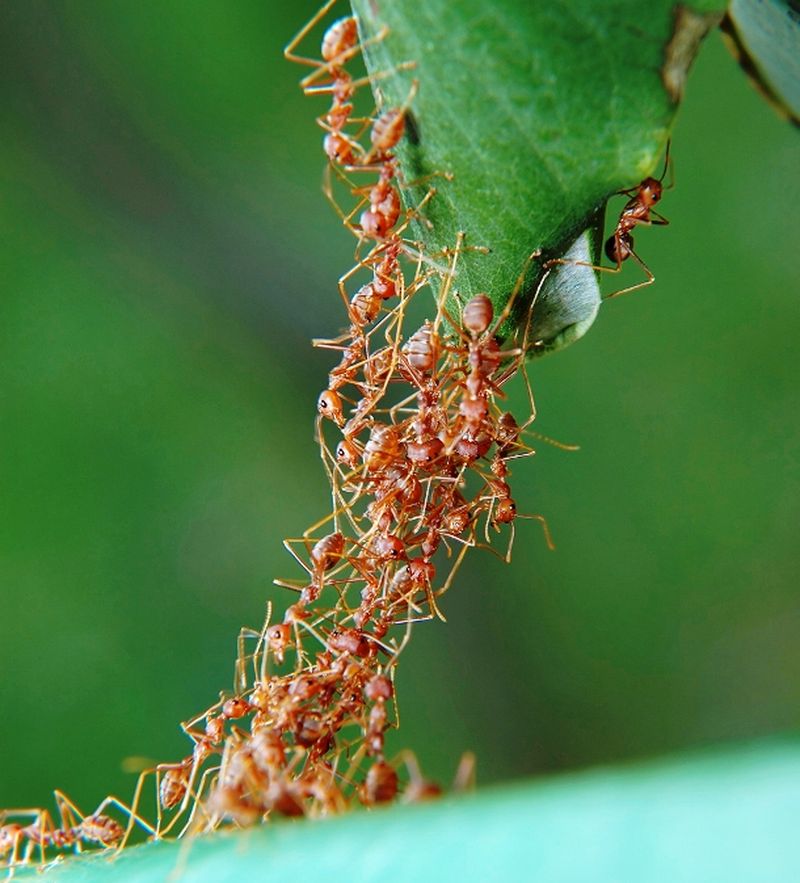 25 удивительных фактов про муравьёв
