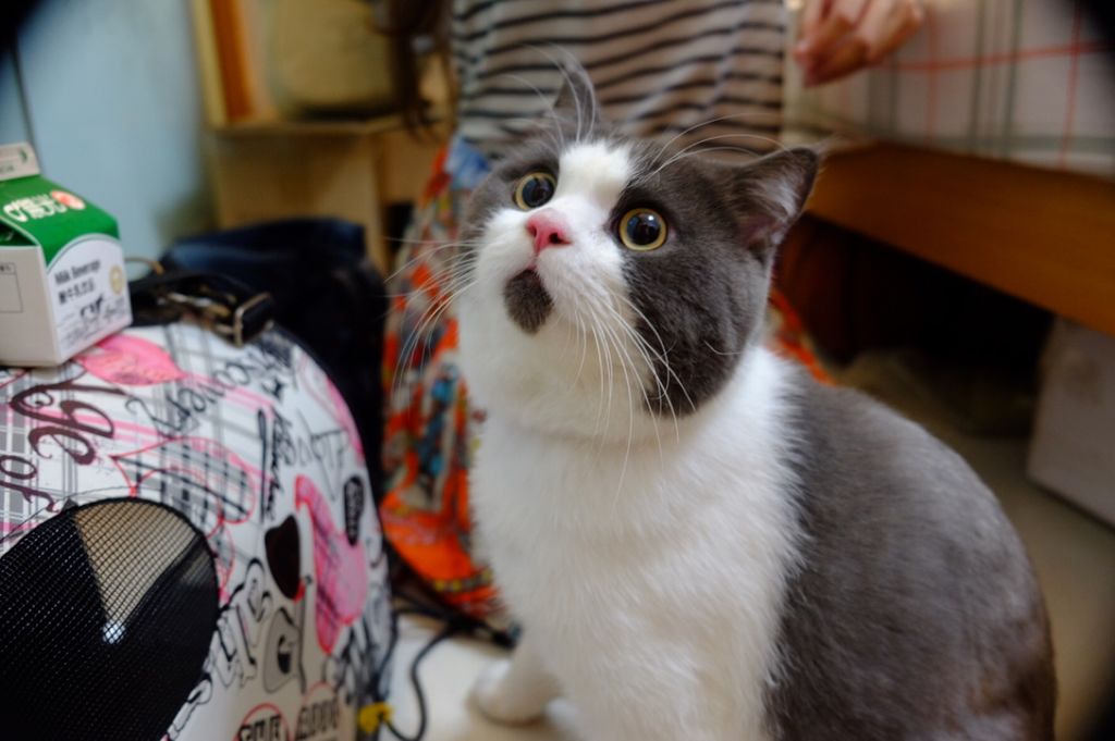 Китайская знаменитовсть: удивлённый кот по кличке Бани