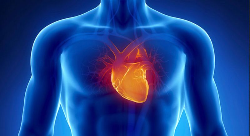 Интересные факты о человеческом сердце