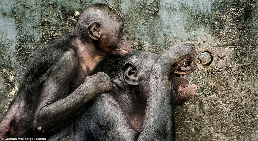 Intelligent: From turning taps on and off for a drink to cuddling their babies the great apes are the closest thing to observing a human in a zoo