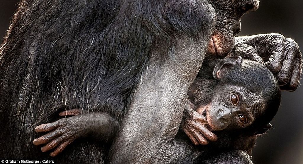 Affection: It's hard not to wonder what the Bonobos are thinking when we see them displaying similar actions to ourselves, such as a mother cradling a youngster
