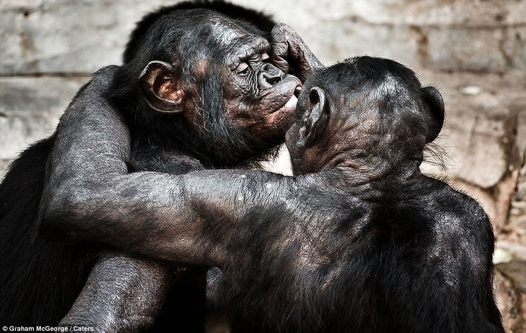 	Wildlife photographer Graham McGeorge, 42, captured these magnificent moments at Jacksonville Zoo in Florida, where he has become gripped with watching how the young Bonobos grow up