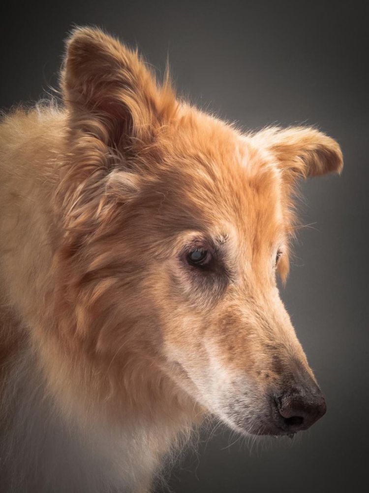 Стареющие собаки в фотопроекте Старый верный (Old Faithful) 