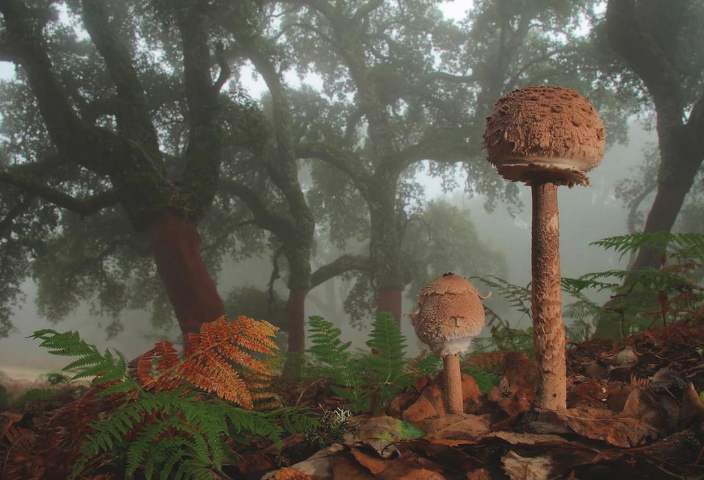 Добро пожаловать в мир грибов.