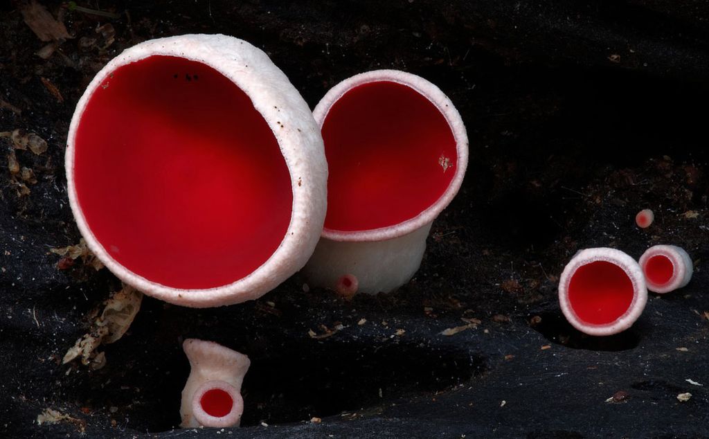 Добро пожаловать в мир грибов.