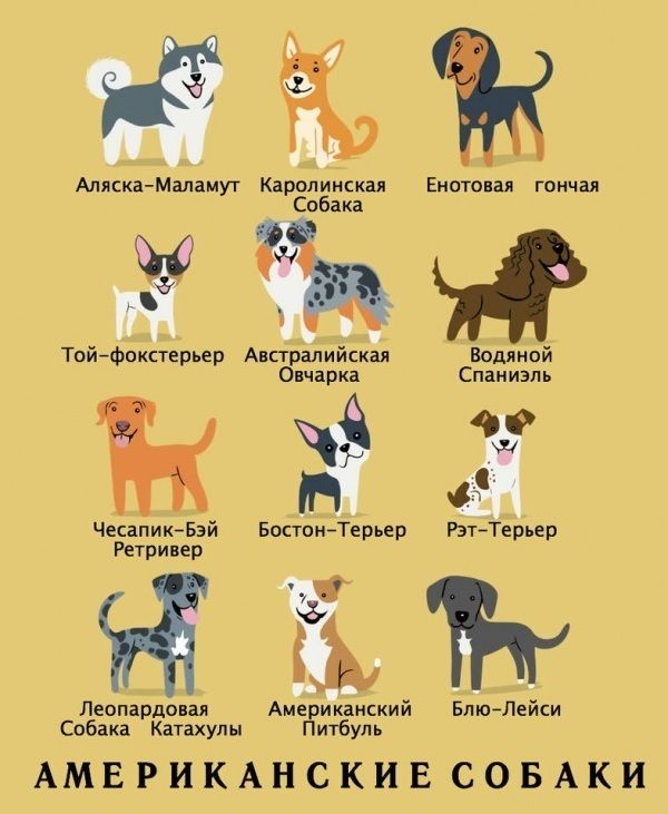 Какой национальности ваша собака?