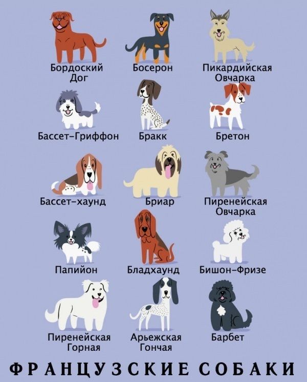 Какой национальности ваша собака?