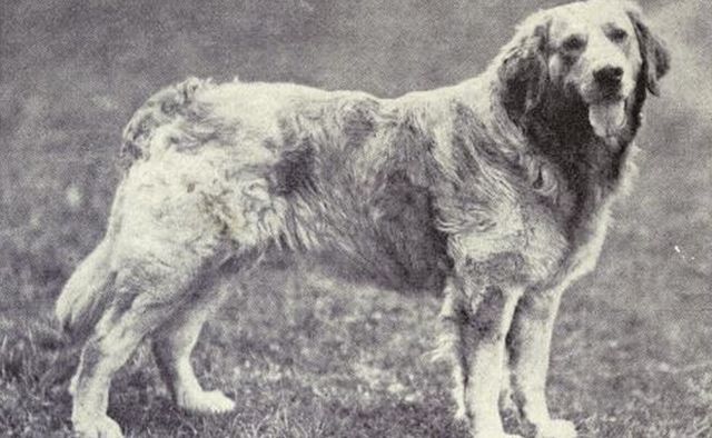 10 примеров пород собак, которых больше нет