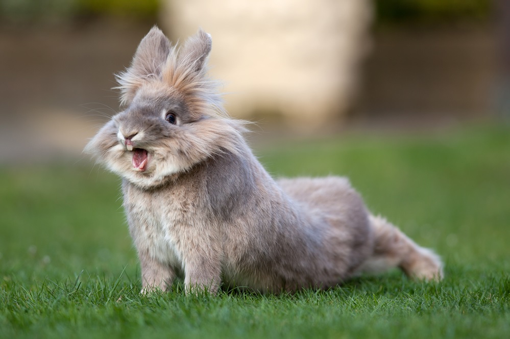 Забавные кролики и крольчата