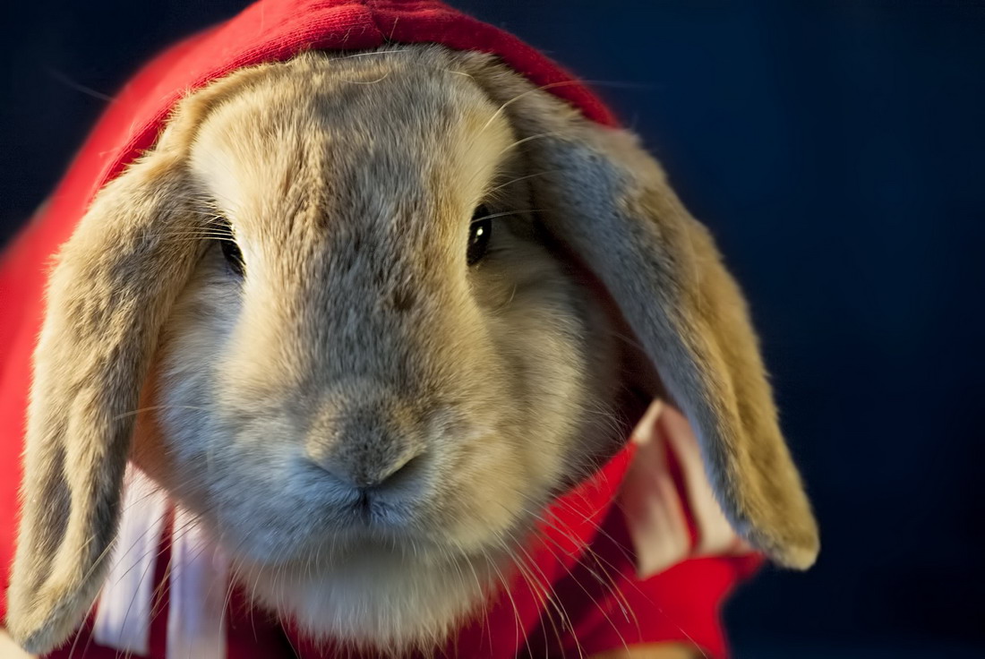 Забавные кролики и крольчата