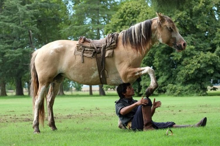 Мартин Татта - заклинатель лошадей из Аргентины