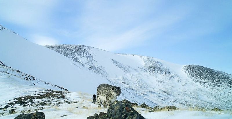 На Алтае удалось сделать редкие снимки снежного барса