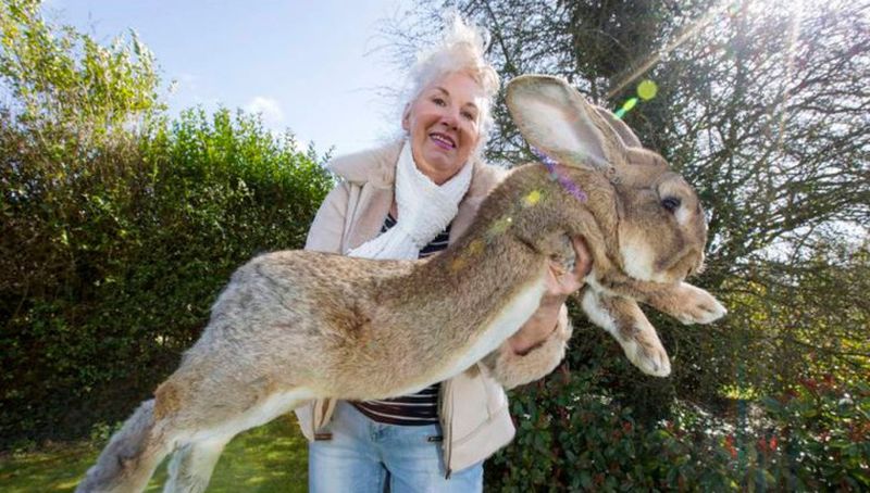 Фотографии самого большого кролика в мире взорвали Интернет