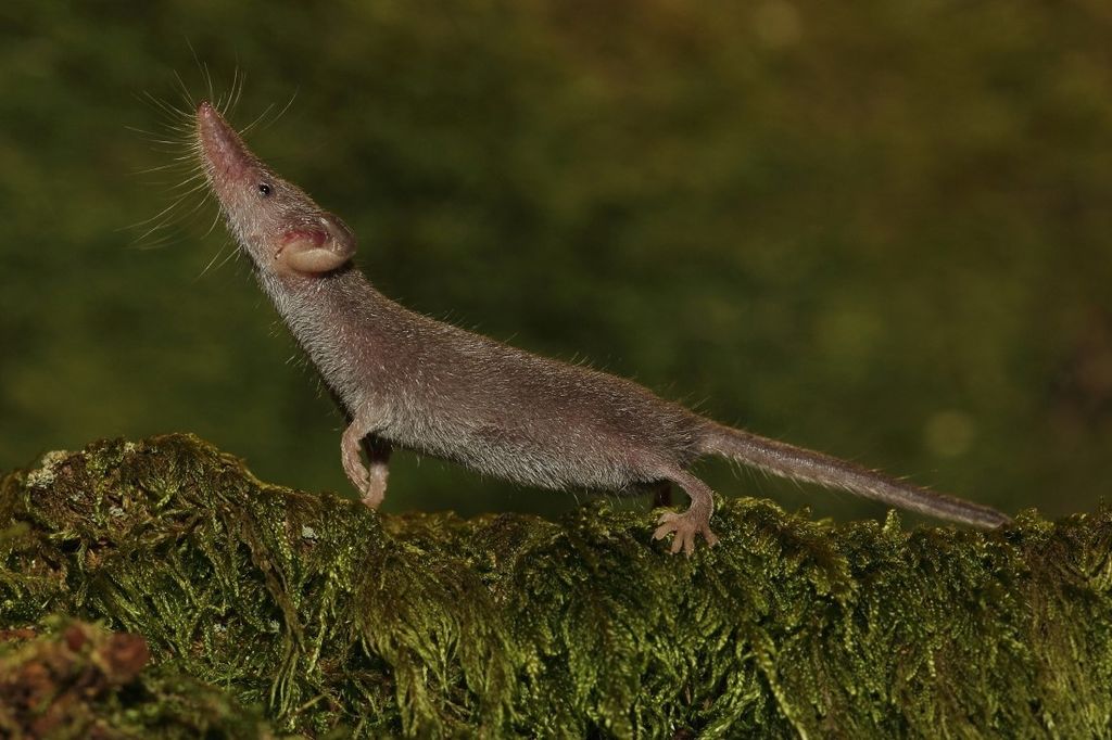 Карликовая многозубка (лат. Suncus etruscus) – самое маленькое млекопитающее