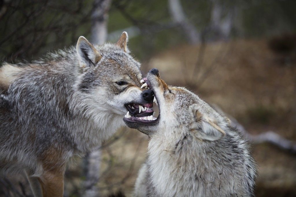 Малоизвестные факты о волках