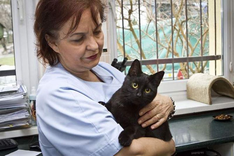 Сердобольный кот Радаменес помогат больным животным