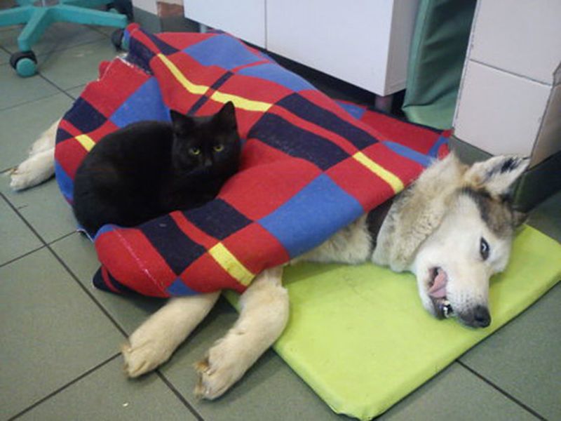 Сердобольный кот Радаменес помогат больным животным
