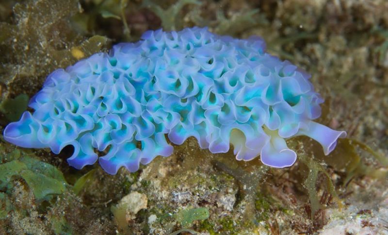 Плиссерованный морской слизень вырастает до 5 см и питается соком водорослей.