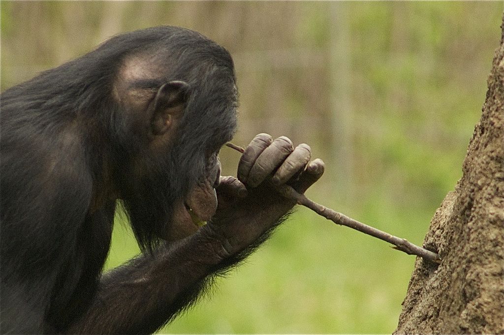 Интересные факты о карликовом шимпанзе (лат. Pan paniscus)