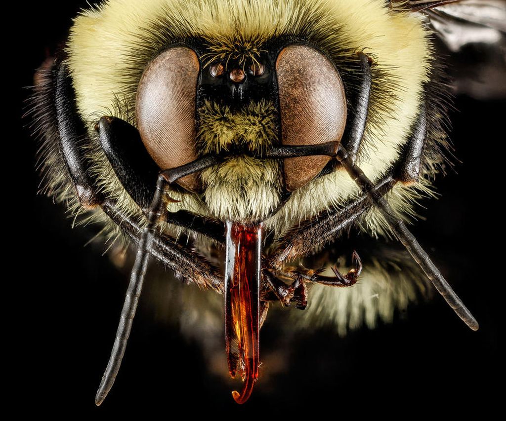 Портреты пчел в макрофотографиях Сэма Дроеджа 