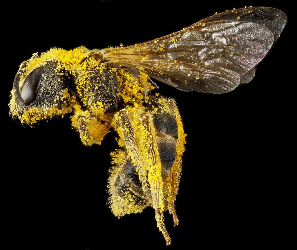 Портреты пчел в макрофотографиях Сэма Дроеджа 