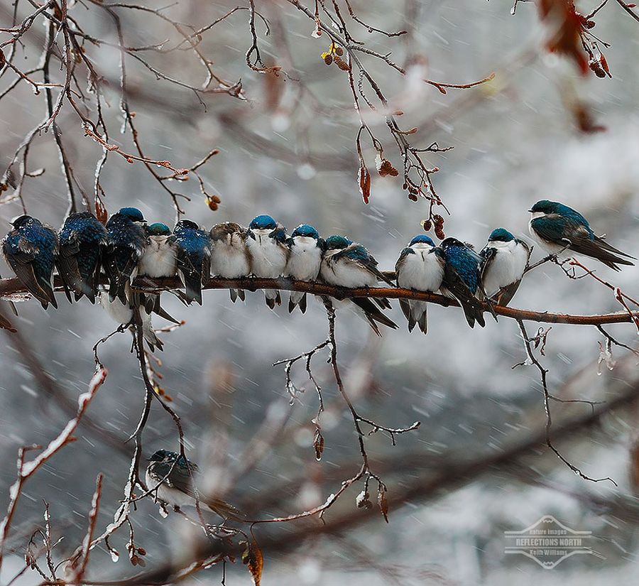 Как птички согреваются в холод
