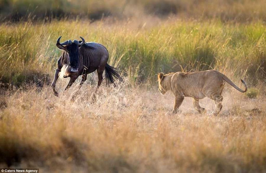 Что значит гну. Антилопа гну. Охота Львов на антилоп гну. Лев охотится. Львица охотится.