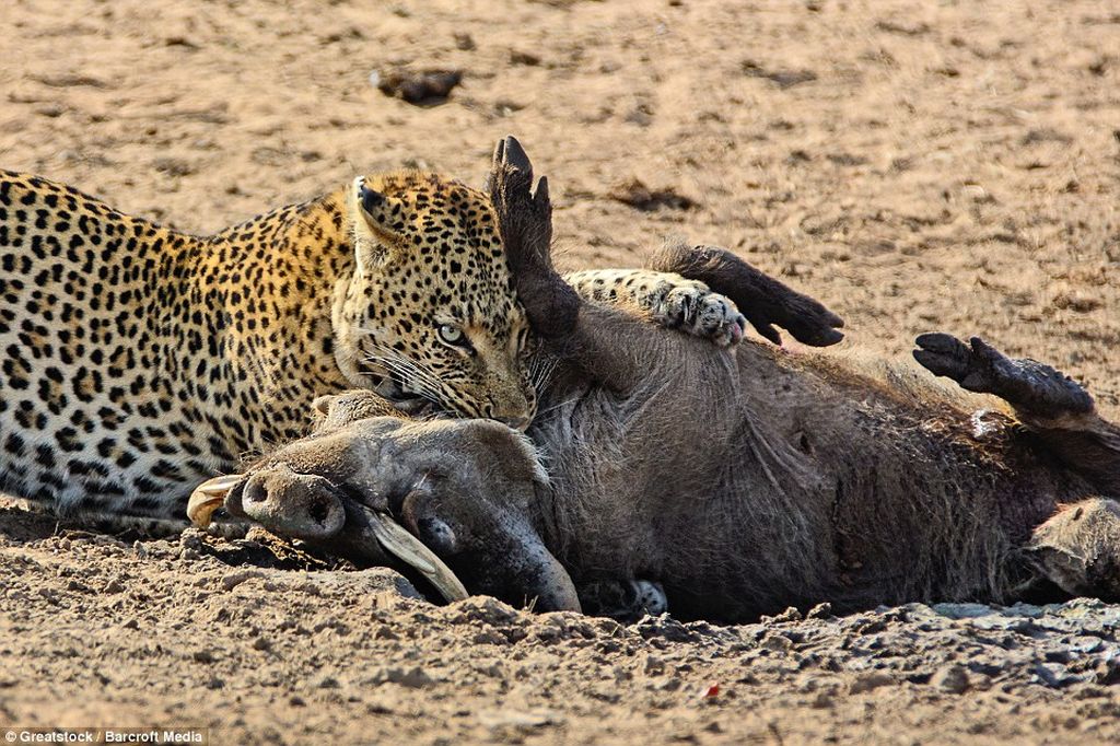 Охота леопарда на спящего бородавочника