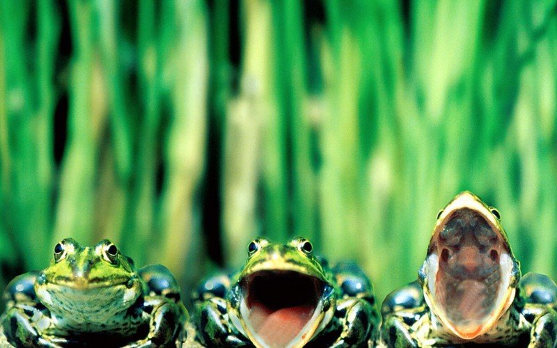 Смешные и забавные лягушки