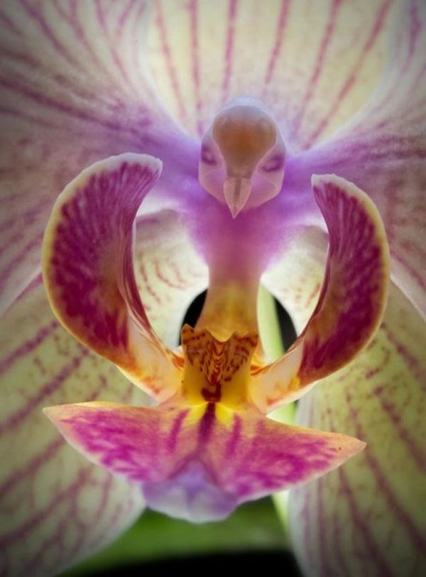Невероятные орхидеи