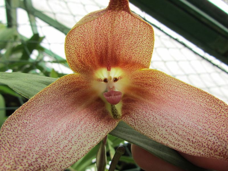 Невероятные орхидеи