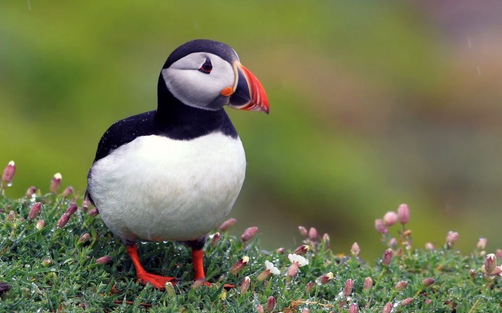 Десять самых красивых птиц нашей планеты