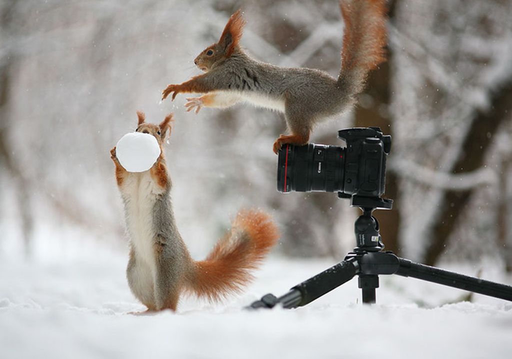 С зимой картинки прикольные. Вадим Трунов фотограф белки. Трунов белки. Белки Вадима Трунова. Веселые животные зимой.