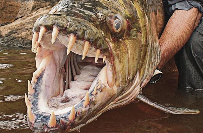 10 подводных существ с ужасающими зубами
